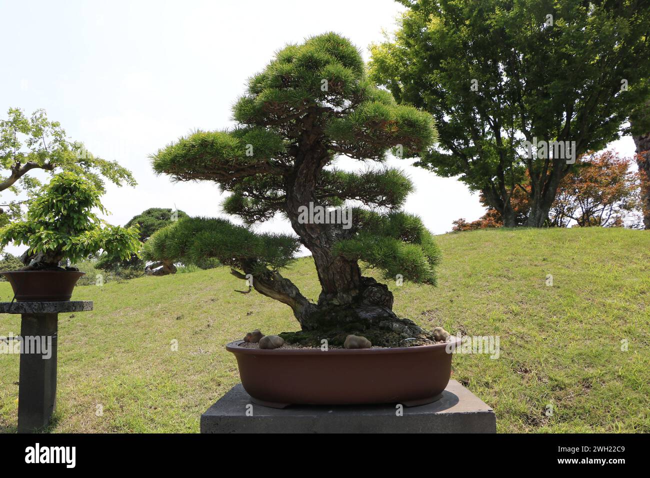 Bonsai-Baum im Topf auf Jeju Island, Spirited Garden, Südkorea Stockfoto