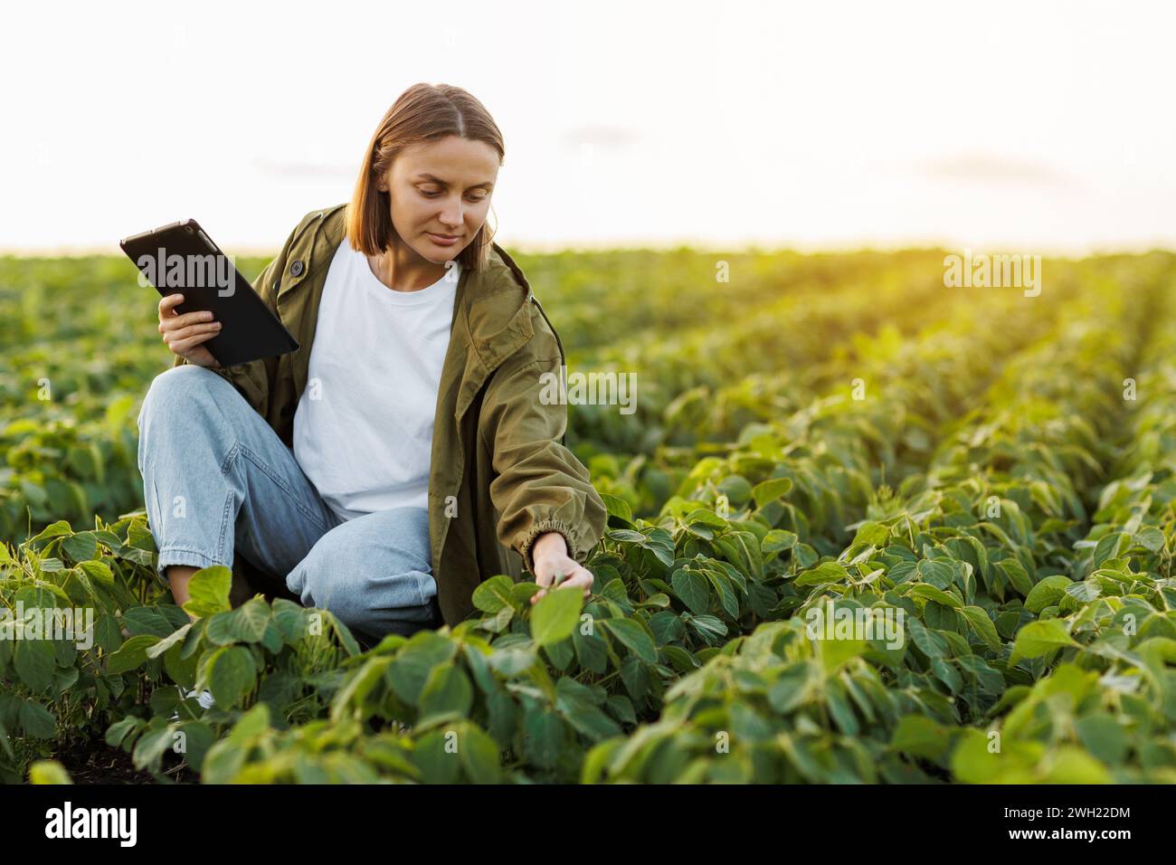 Moderne Agrarwirtschaft. Landwirtin mit digitaler Tablette untersucht und prüft grüne Blätter von Sojabohnenpflanzen auf dem Feld. Agronomist kontrolliert Wachstum und Stockfoto