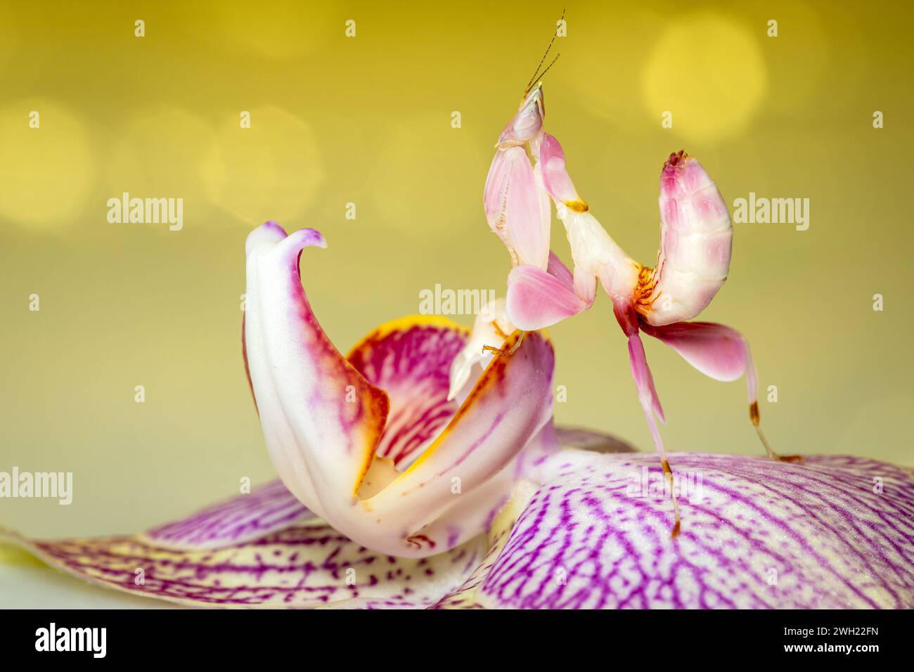 Orchideenmantis auf einer rosa Orchidee Stockfoto