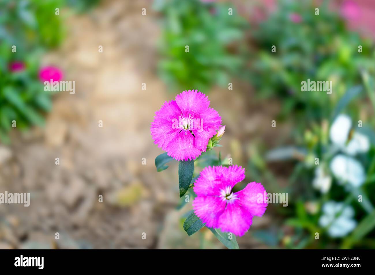 Sweet William Flower ist bekannt als Diantbus barbatus Flowers Stockfoto