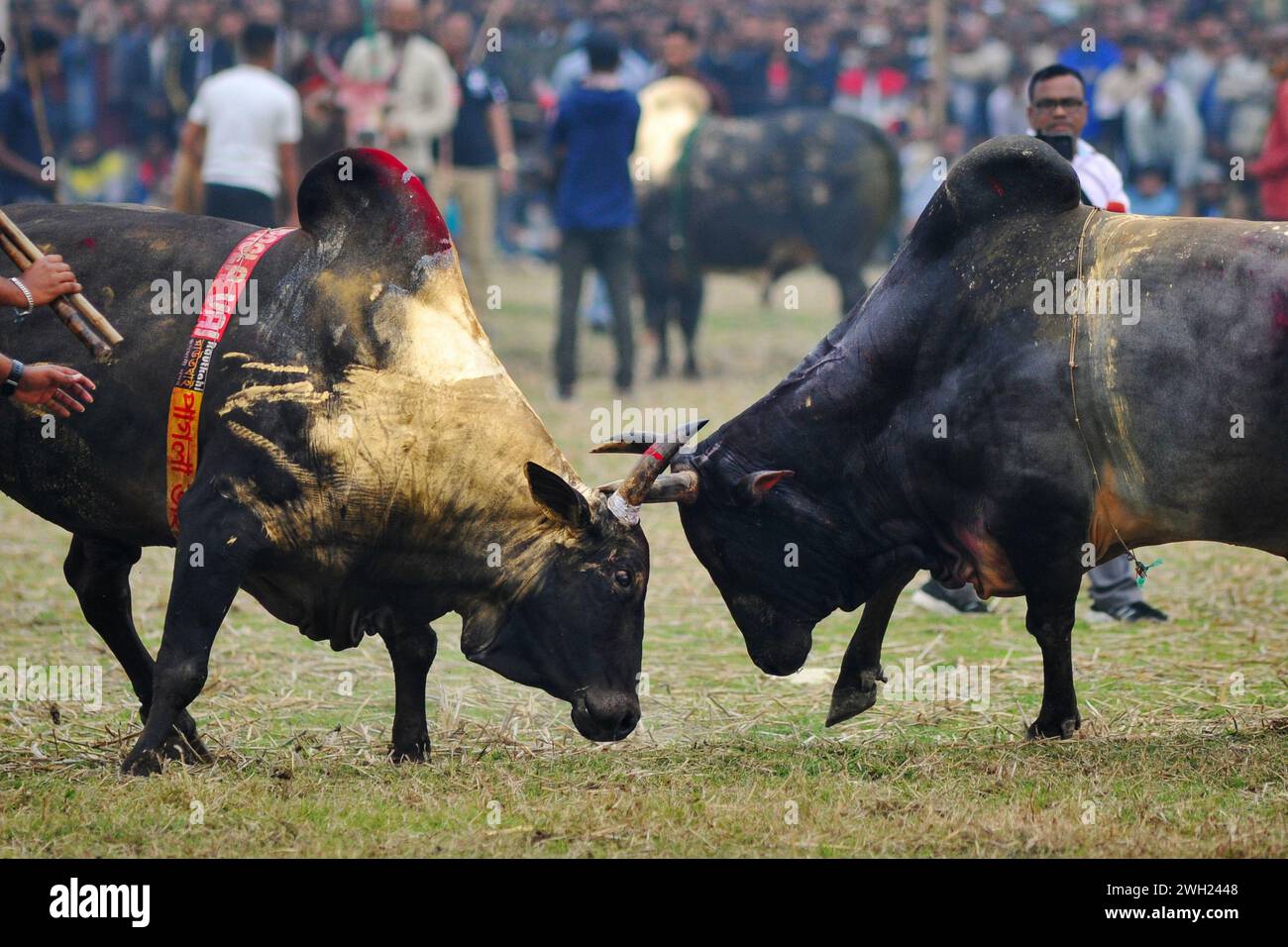 Zwei Stiere, die an einem großen Stierkampf teilnehmen, der von den Einwohnern auf dem Khasarkandi-Feld der Patli-union von Jagannathpur upazila im Bezirk Sunamganj organisiert wird. Trotz gerichtlicher Einschränkungen des Stierkampfes finden Stierkampfwettbewerbe in der Wintersaison statt, vor allem in den Auswanderungsgebieten von Sylhet. Bangladesch. Stockfoto