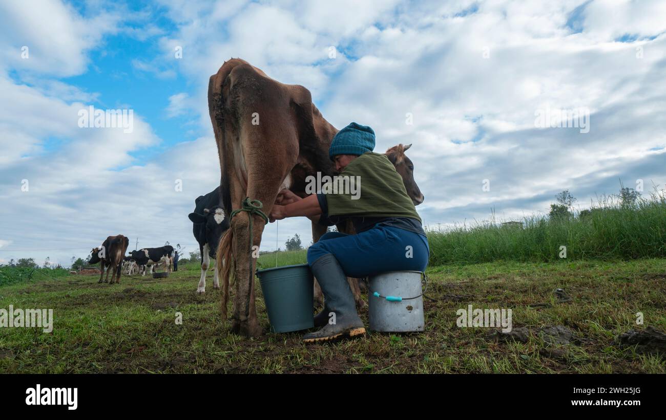 Pillaro, Tungurahua / Ecuador - 7. November 2023: Ältere indigene Frau, die auf einem Eimer sitzt und eine Kuh in der Mitte eines bepflanzten Feldes auf einem Clou melkt Stockfoto