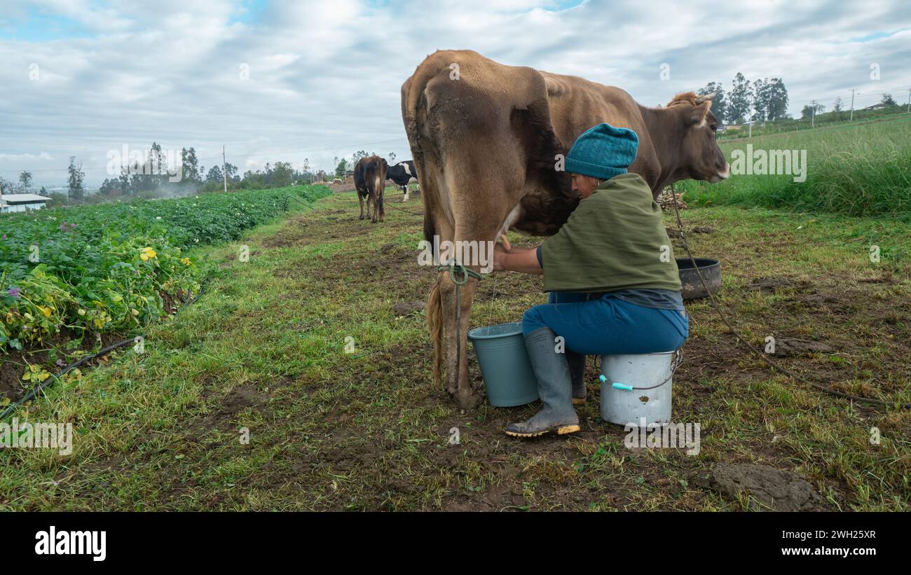 Pillaro, Tungurahua / Ecuador - 7. November 2023: Ältere indigene Frau, die auf einem Eimer sitzt und eine Kuh in der Mitte eines bepflanzten Feldes auf einem Clou melkt Stockfoto