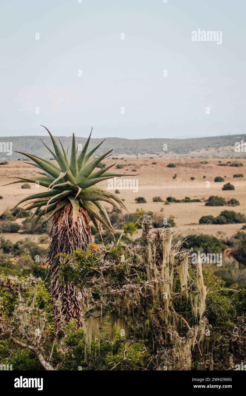 Diese Aloe-Pflanze steht hoch auf den südafrikanischen Ebenen und ist ein natürliches Leuchtfeuer inmitten der weiten Landschaft. Stockfoto