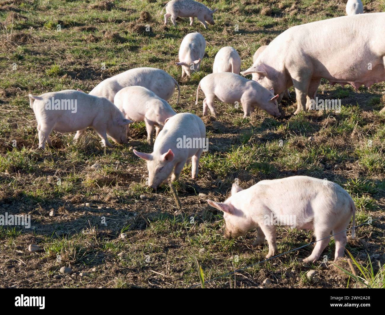 Im ökologischen Landbau haben Schweine und Ferkel Freilandhaltung in ihren Betrieben Stockfoto