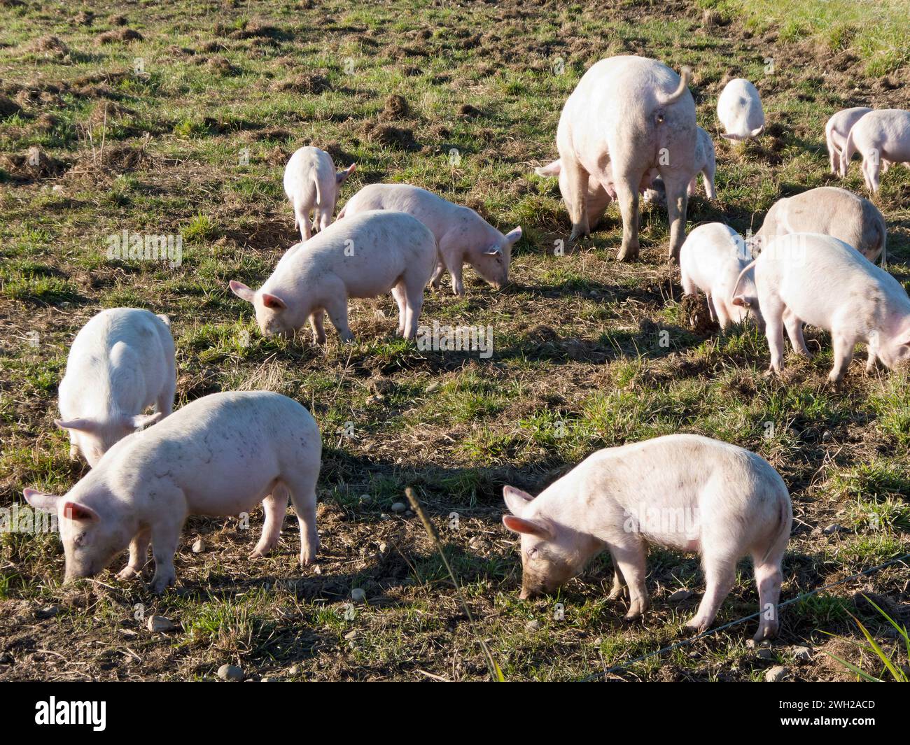 Im ökologischen Landbau haben Schweine und Ferkel Freilandhaltung in ihren Betrieben Stockfoto