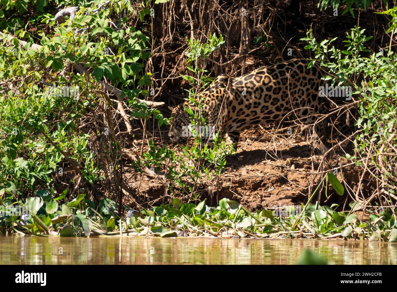 Jaguar spaziert auf der Three Brothers Riverbank, brasilianische Feuchtgebiete, Pantanal, Brasilien Stockfoto