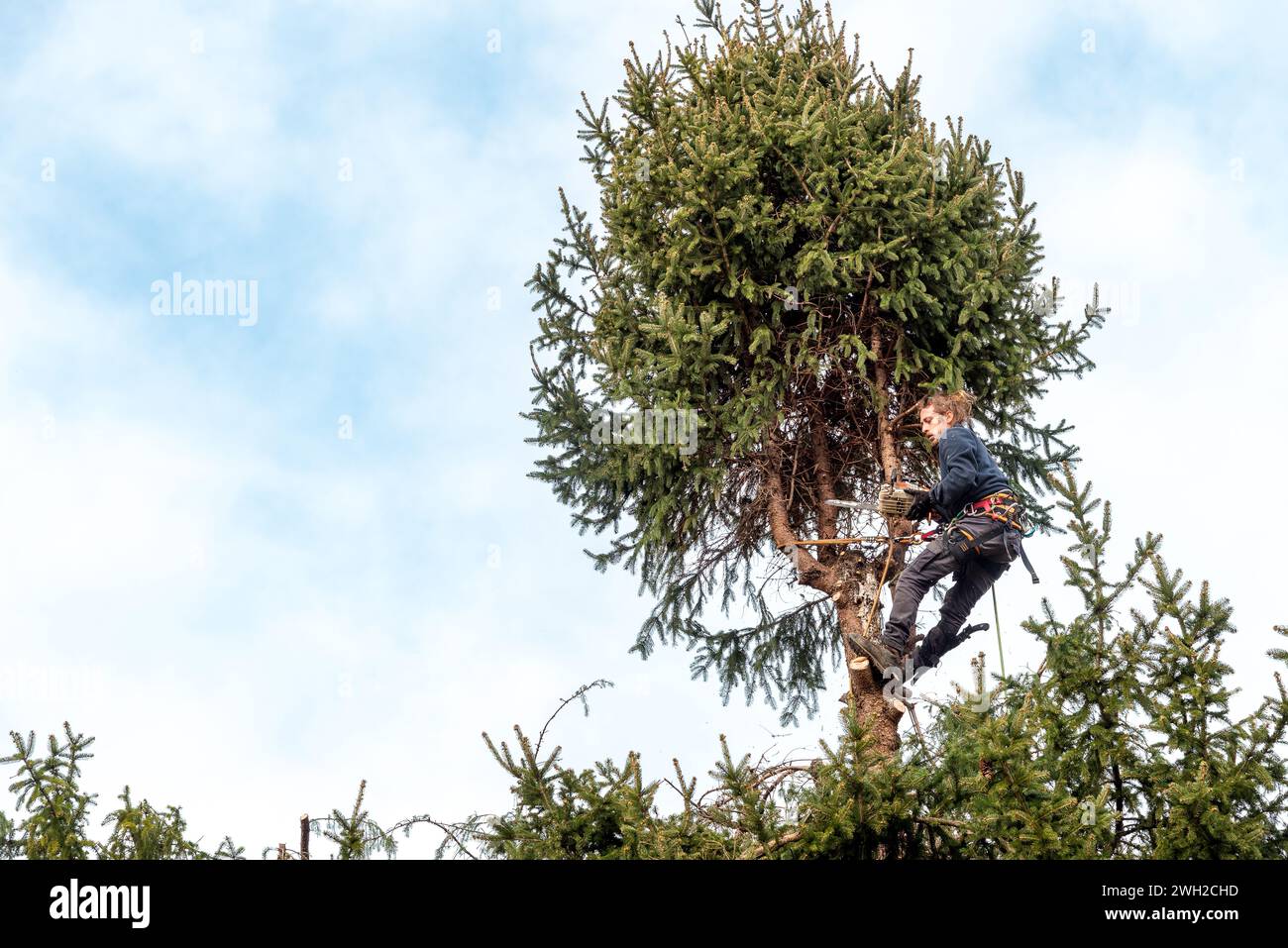 Baumchirurg schneidet die Spitze einer Kiefer mit einer Kettensäge mit Sicherheitsgurt und Seilen. Stockfoto