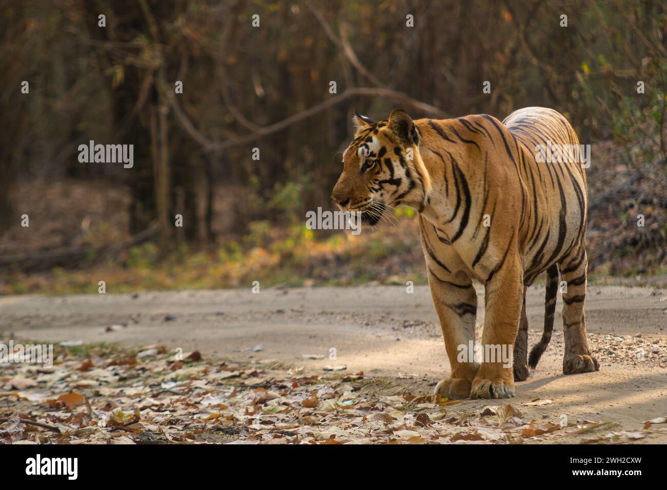 Die Jagd nach Bengalen oder indischen Tigern in der indischen Region Madhya Pradesh Stockfoto