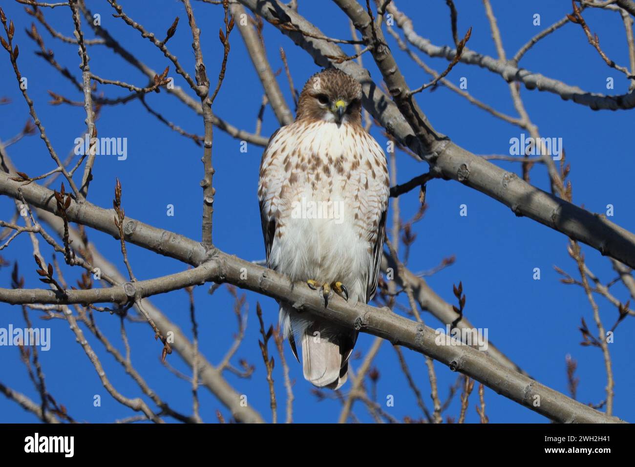 Ein junger Rotschwanz-Hawk, der auf einem Baum im Riverdale Park South in Toronto, Ontario, thront. Stockfoto