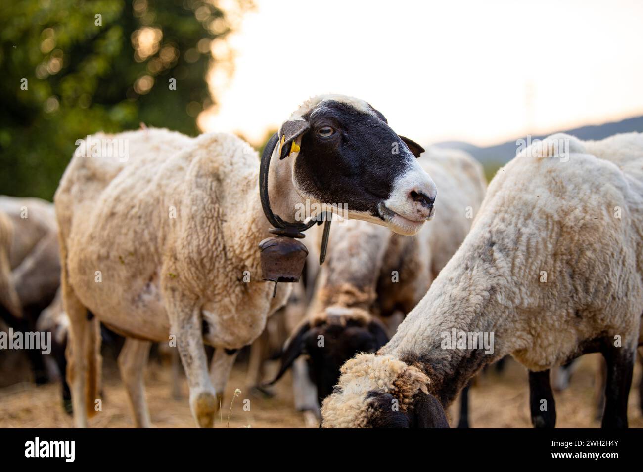 Gruppe von weißen Schafen Nahaufnahmen Porträts auf einem unscharfen Hintergrundfeld von gelbem, trockenem Gras. Ein Schaf mit dunklen Ohren, das nach rechts blickt Stockfoto