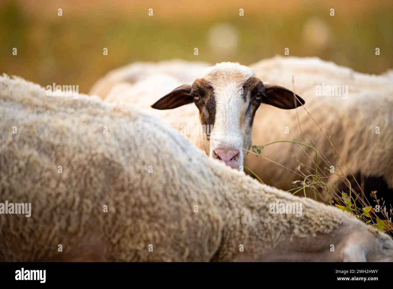 Ein Schaf blickt über den Rücken und die Grate einer Schafherde mit weißer Wolle auf einer grünen Wiese Stockfoto