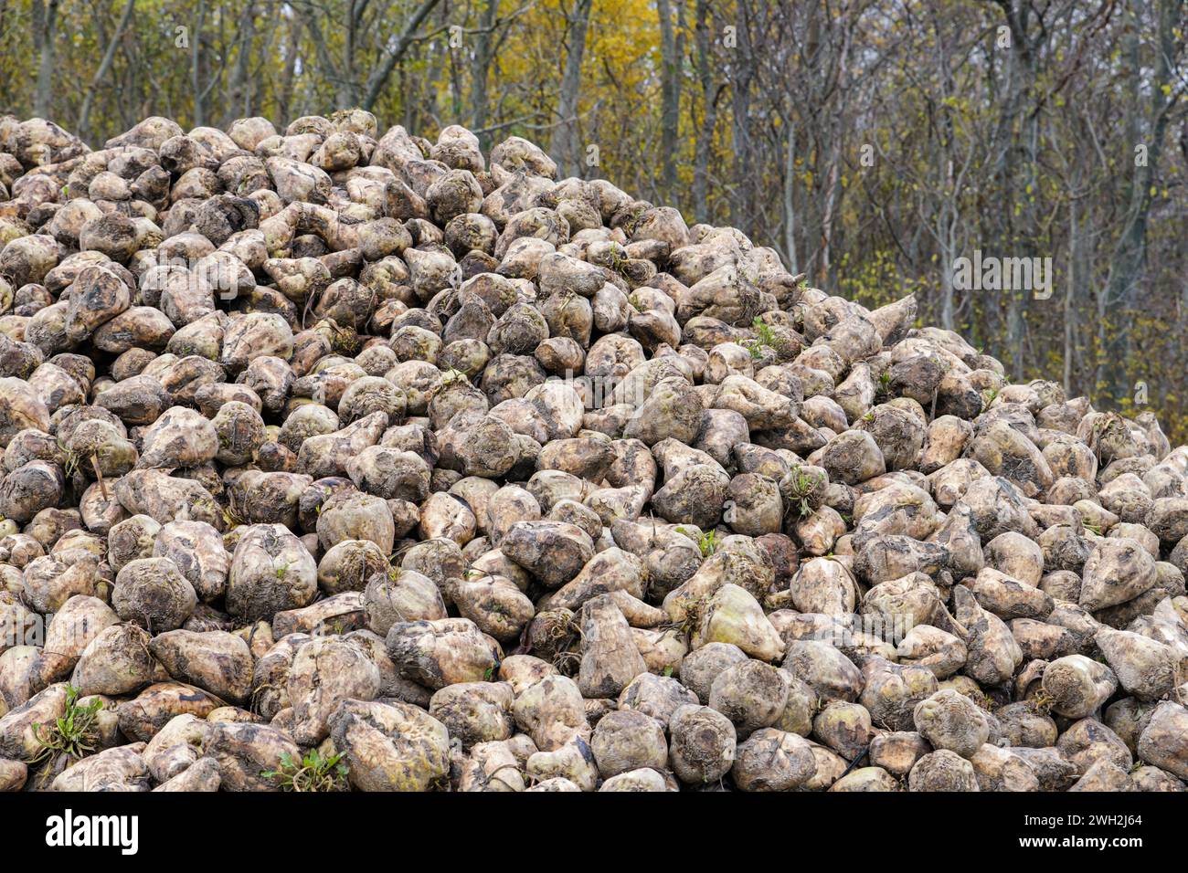 Eine Lagerklammer für geerntete Zuckerrüben im Herbst. Stockfoto