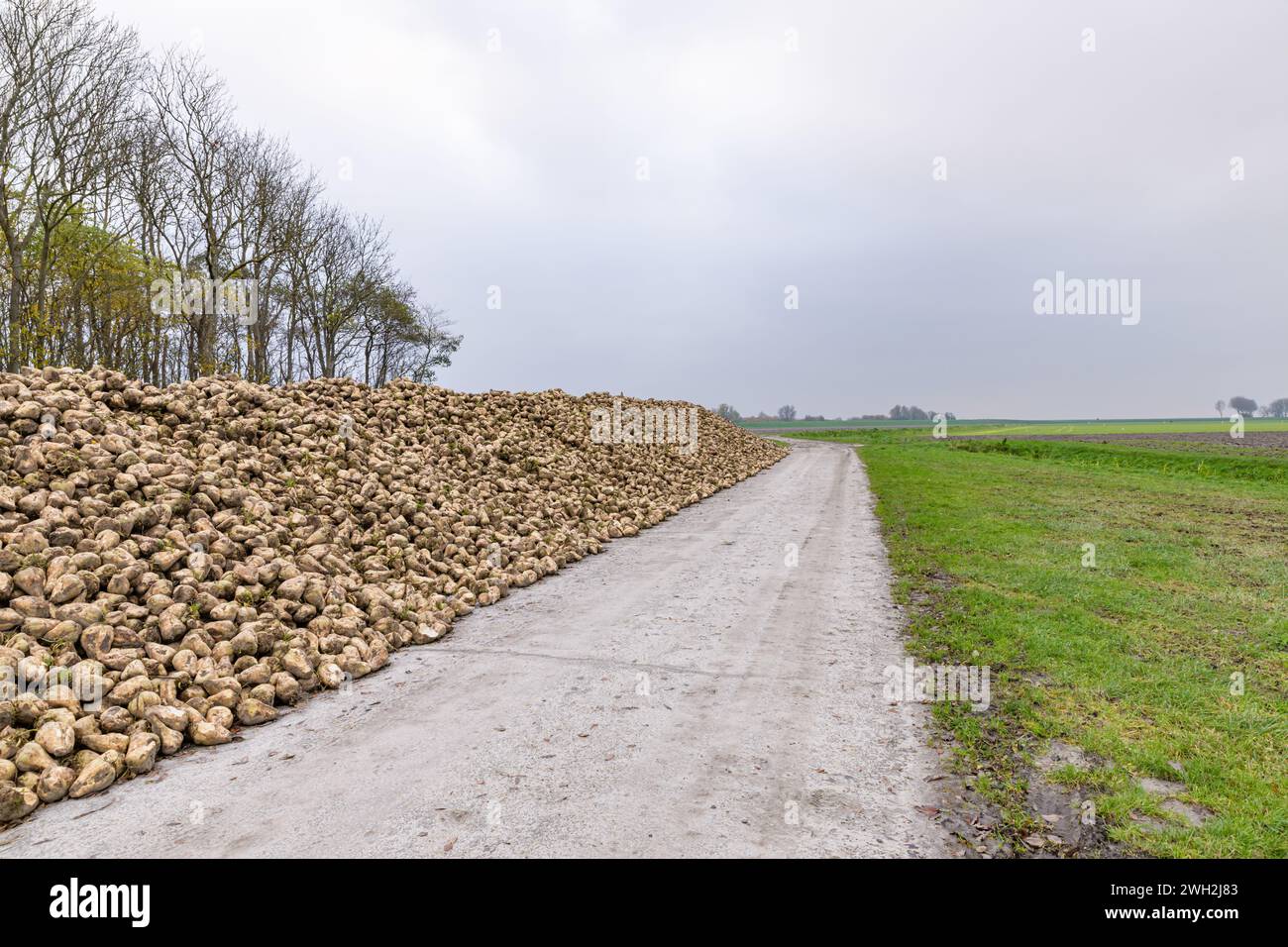 Eine Lagerklammer für geerntete Zuckerrüben, die im Herbst entlang eines Pfads auf Ackerland gestapelt wurde. Stockfoto