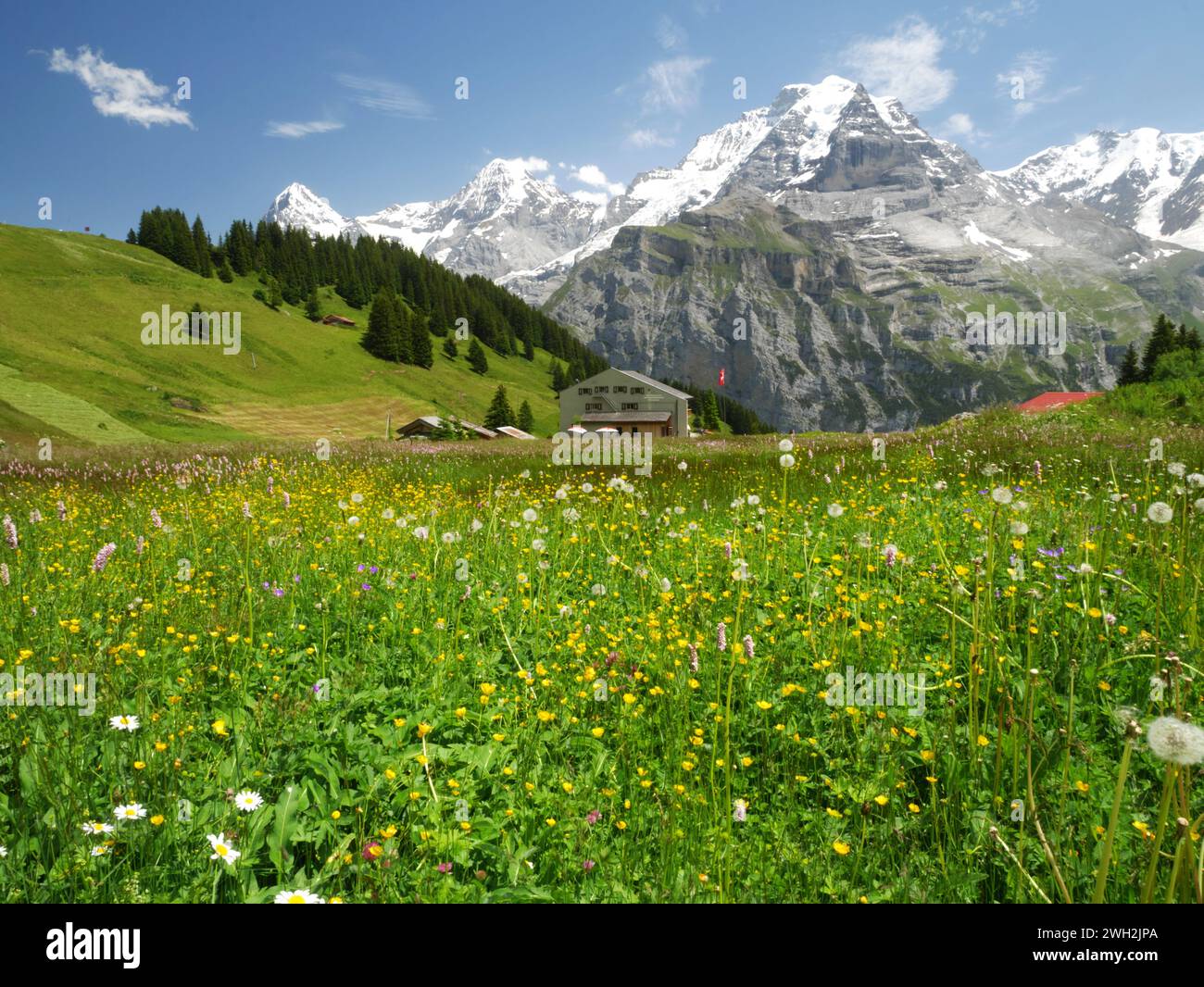 Blumenwiesen im Blumental, oberhalb des Dorfes Murren, Berner Oberland, Schweiz. Stockfoto