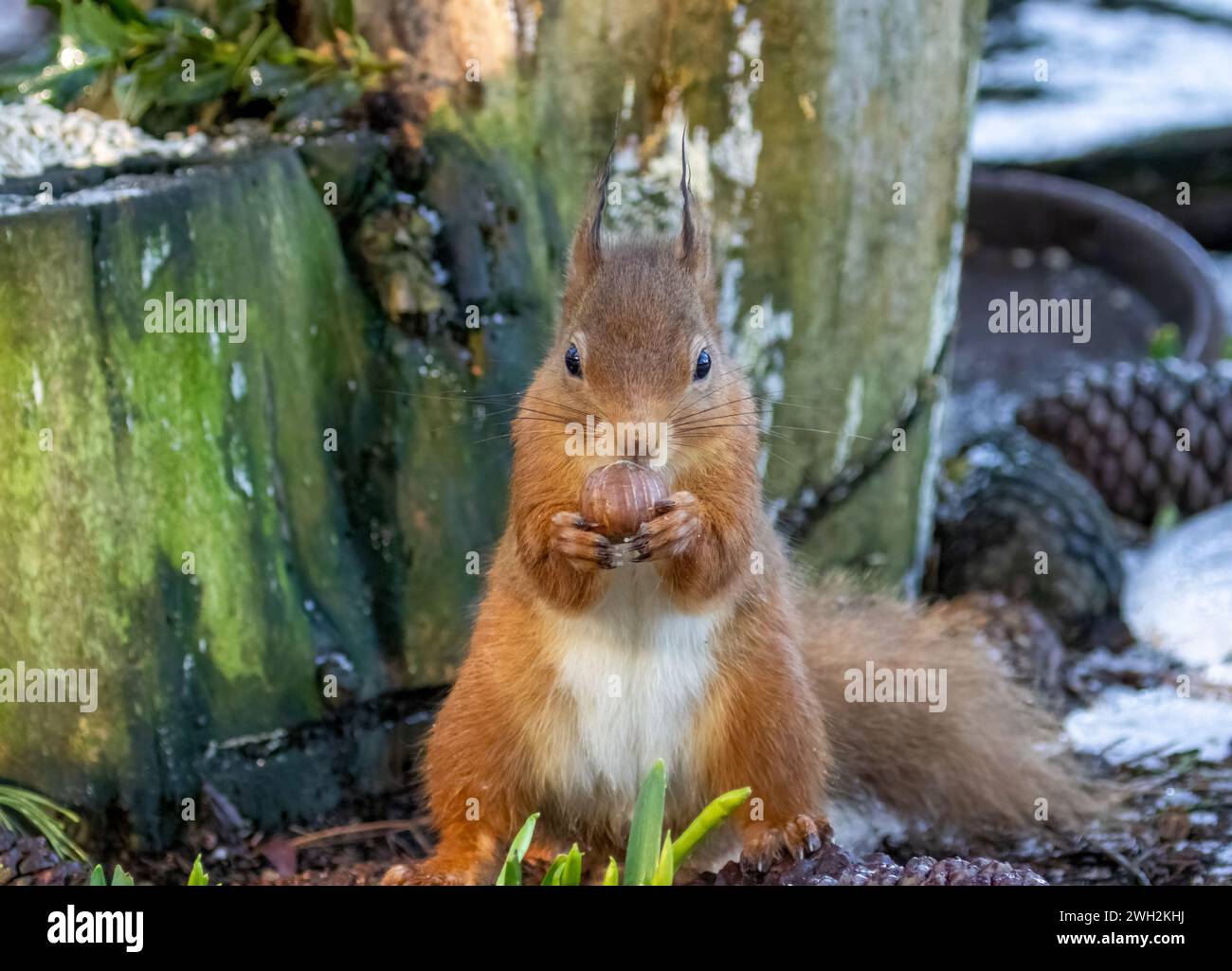 Nahaufnahme eines hungrigen kleinen schottischen roten Eichhörnchens im Wald, der eine Nuss mit Schnee isst Stockfoto