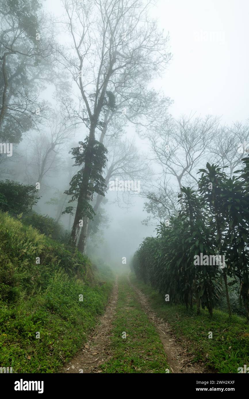 Feuchte Dirt Road im Dschungel Wald im Baru Vulkan, Provinz Chiriqui, Panama – Stockfoto Stockfoto