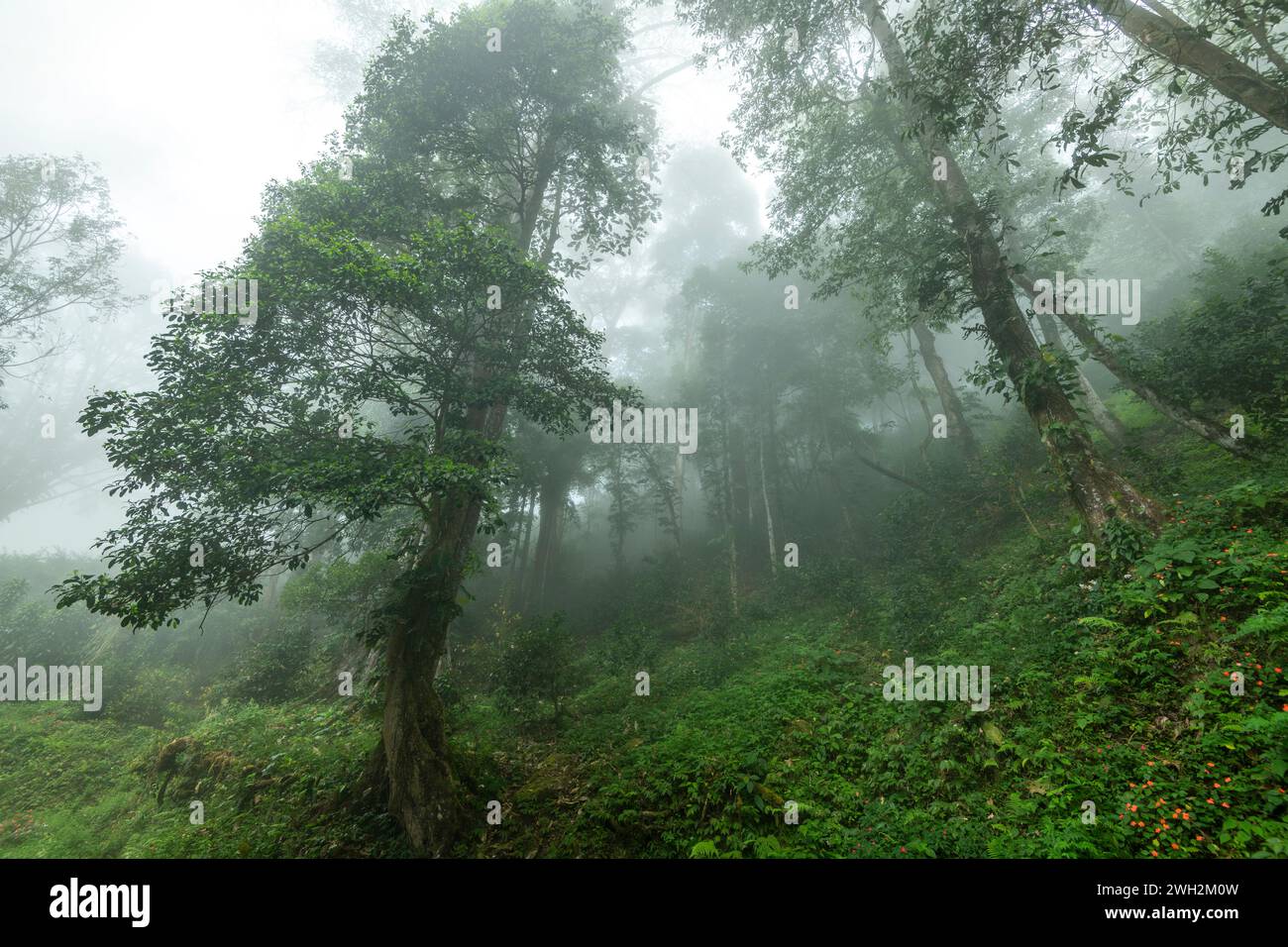 Tropischer Wald im Nebel, Wolkenwald des La Amistad International Park, Provinz Chiriqui, Panama – Stockfoto Stockfoto