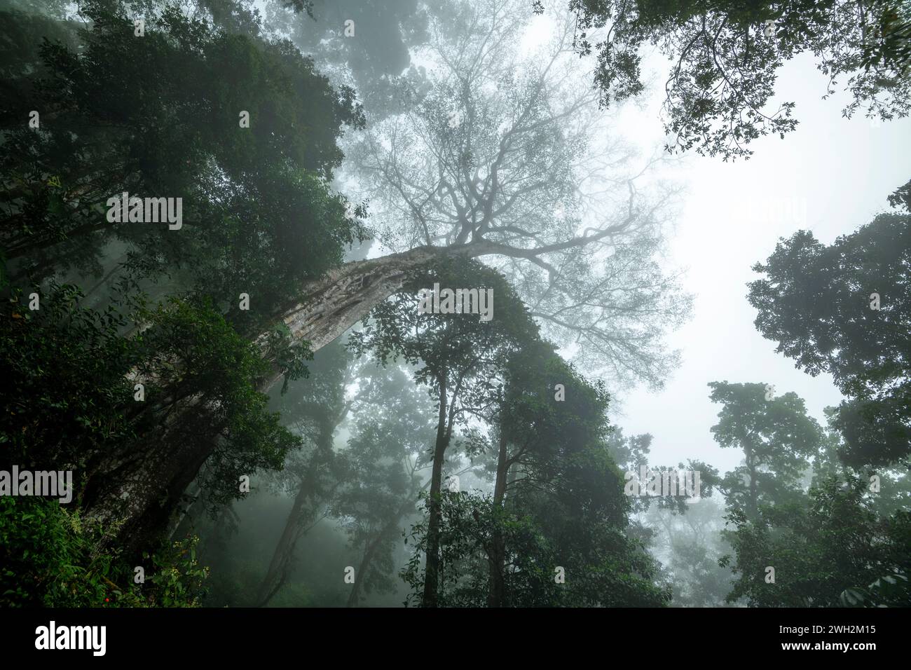Tropischer Wald im Nebel, Wolkenwald des La Amistad International Park, Provinz Chiriqui, Panama – Stockfoto Stockfoto