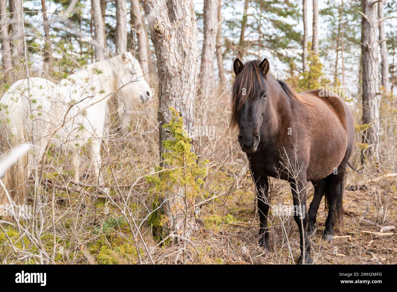 Estnische einheimische Pferde (Estnische Klepper) stehen im Naturschutzgebiet. Pferde stehen zwischen den Bäumen. Selektiver Fokus. Stockfoto