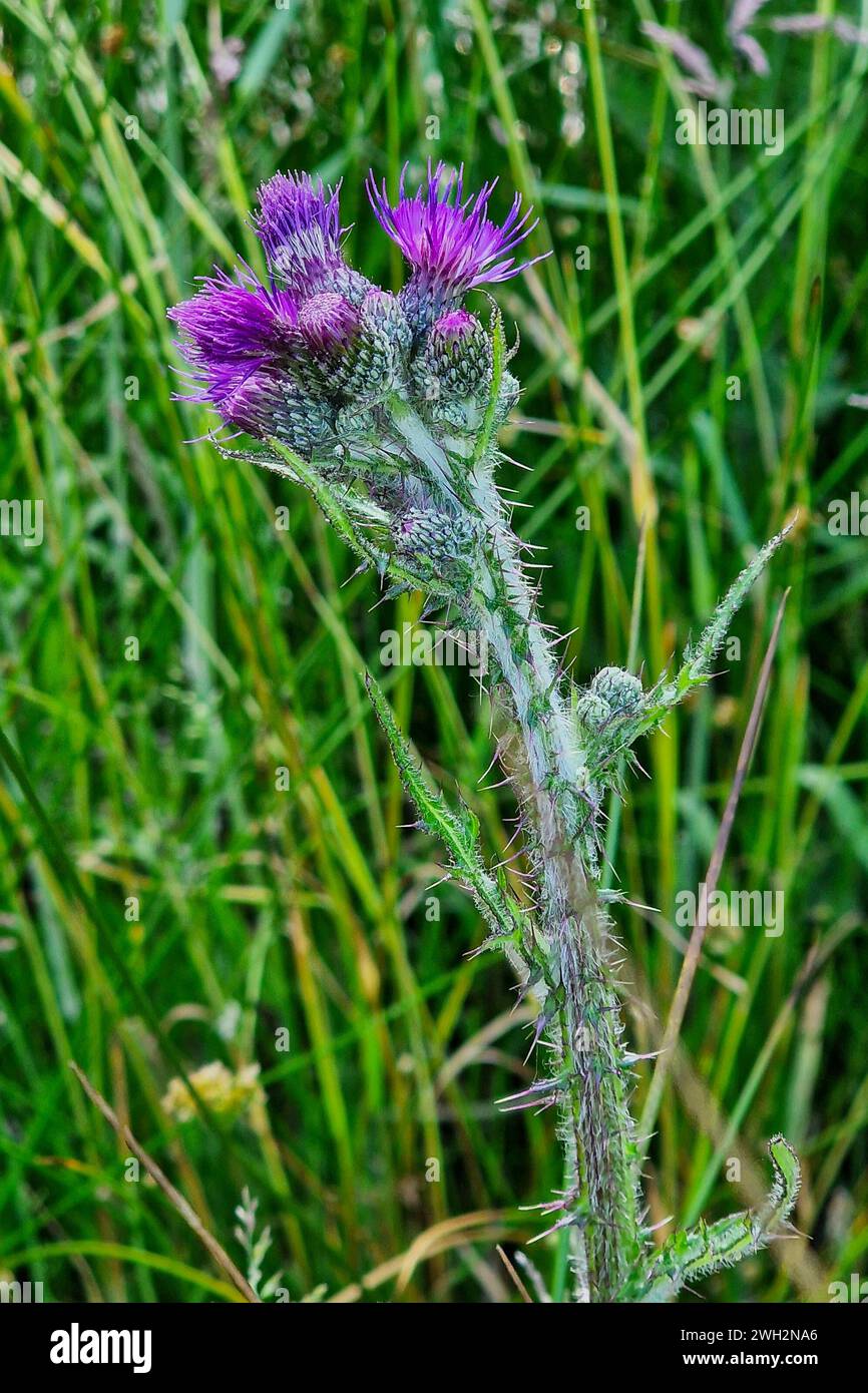 Knospen und Blüten von Marschdistel oder Europäischer Sumpfdistel (circium palustre) Stockfoto