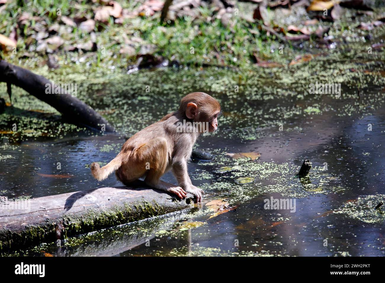 Eine Familie von Makaken im Wald Stockfoto