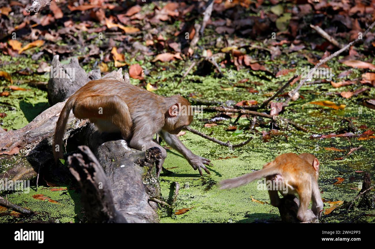 Eine Familie von Makaken im Wald Stockfoto