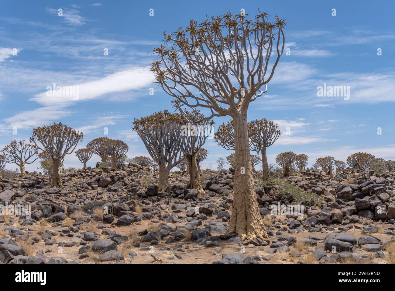 Köcherbäume auf steinigem Boden in der Wüste, aufgenommen im hellen Licht des späten Frühlings im Quivertree Forest, Keetmansoop, Namibia Stockfoto
