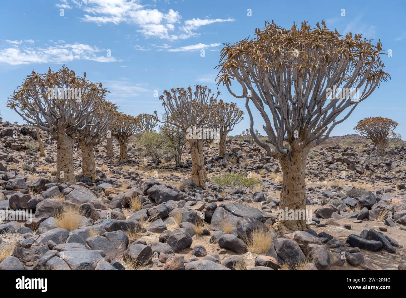 Köcherbäume Wald auf dem Boden mit Felsbrocken in der Wüste, aufgenommen im hellen Licht des späten Frühlings im Quivertree Forest, Keetmansoop, Namibia Stockfoto