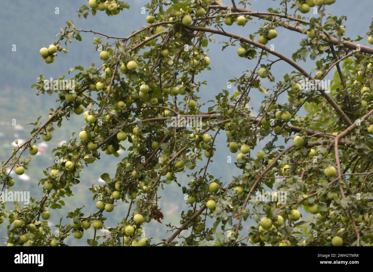 Apfelbaumgarten im Kaghan-Tal pakistan Stockfoto
