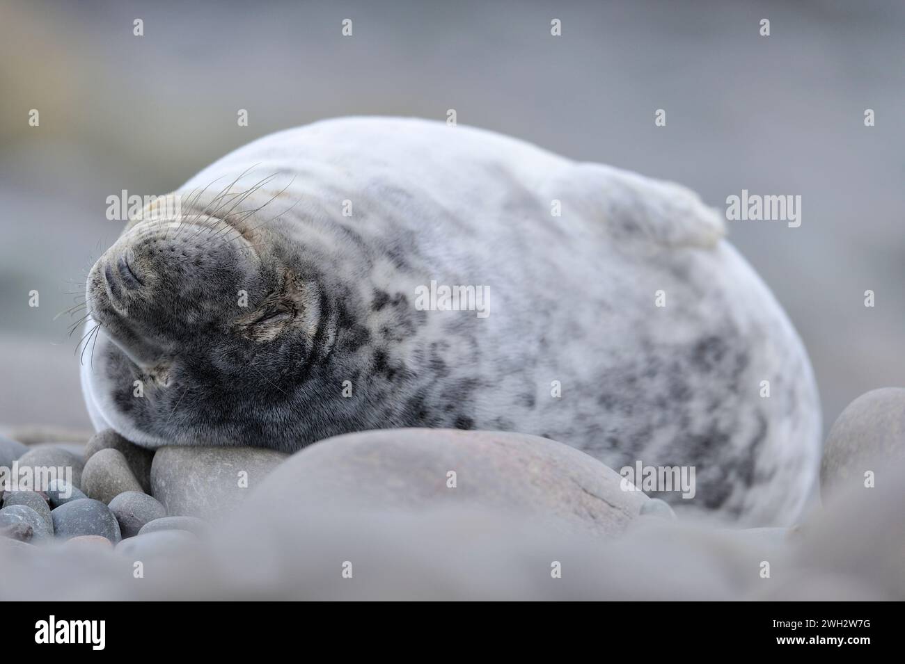 Graurobbe (Halichoerus grypus) entwöhnt, Jungtiere döschen am oberen Ufer des felsigen Ufers der Brutkolonie, St Abbs Head National Nature Reserve Stockfoto