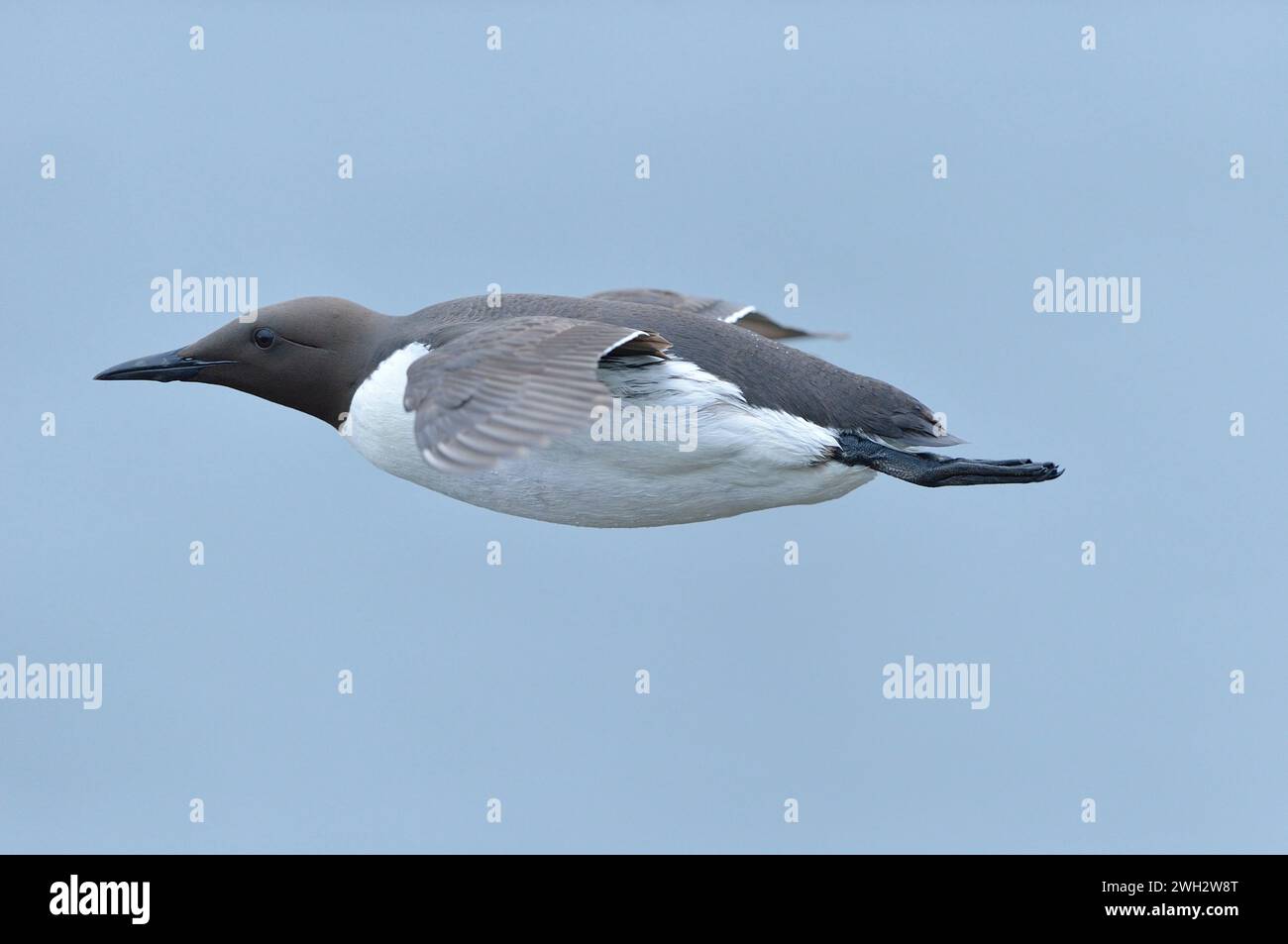 Guillemot (Uria Aagle) Erwachsener fliegt auf der Höhe mit einer Klippe und kehrt zurück ins Meer, um nach Nahrung zu jagen, um Jungtiere im Nest, St. Abbs Head, zu ernähren. Stockfoto