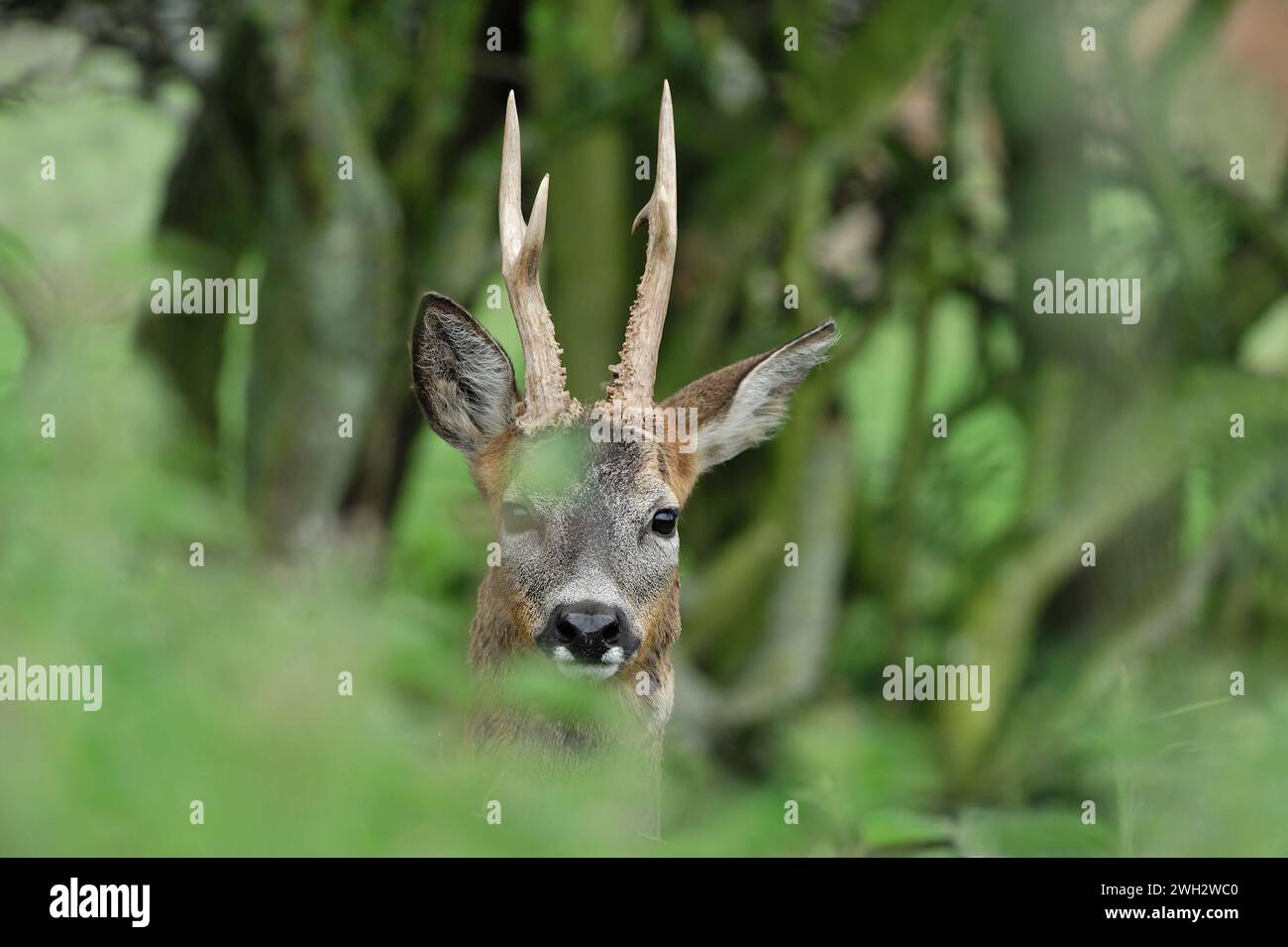 Rotwild (Capreolus capreolus) Bock im Frühsommer, Fife, Schottland, Juni 2011 Stockfoto
