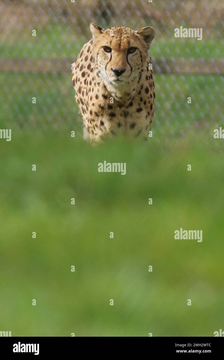 ein Leopard im Saarbrücker Zoo Foto: Thomas Wieck V e r o e f e n t l i c h u n g u r m i t n m e u n d H o n o r a r z a h l u n g + B e l Stockfoto