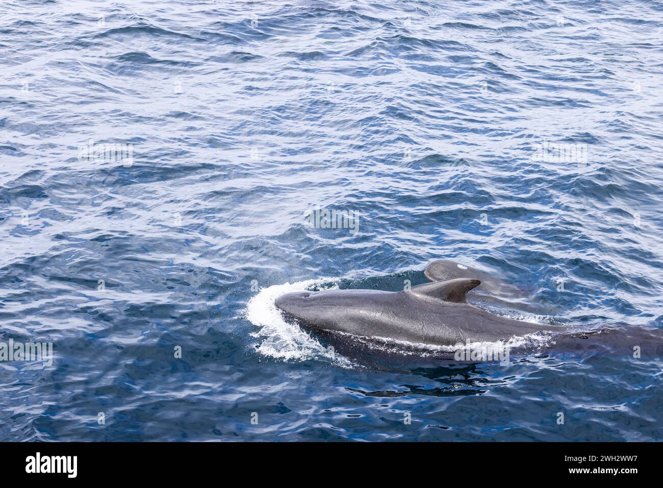 In den glitzernden Gewässern vor der Küste Norwegens schwimmt ein junger Grindwal mit seinem Elternteil, dessen dunkle Silhouetten sich kontrastieren Stockfoto