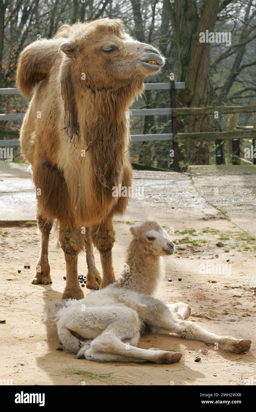 Eine Kamelmutter mit ihrem Jungen im Saarbrücker Zoo Foto: Thomas Wieck V e r o e f e n t l i c h u n g u r m i t N a m e u n d H o n r a r Stockfoto