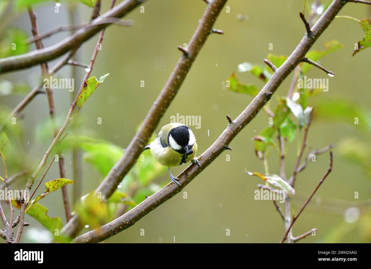 Porträt einer Titte, die auf einem Ast im Garten sitzt Stockfoto