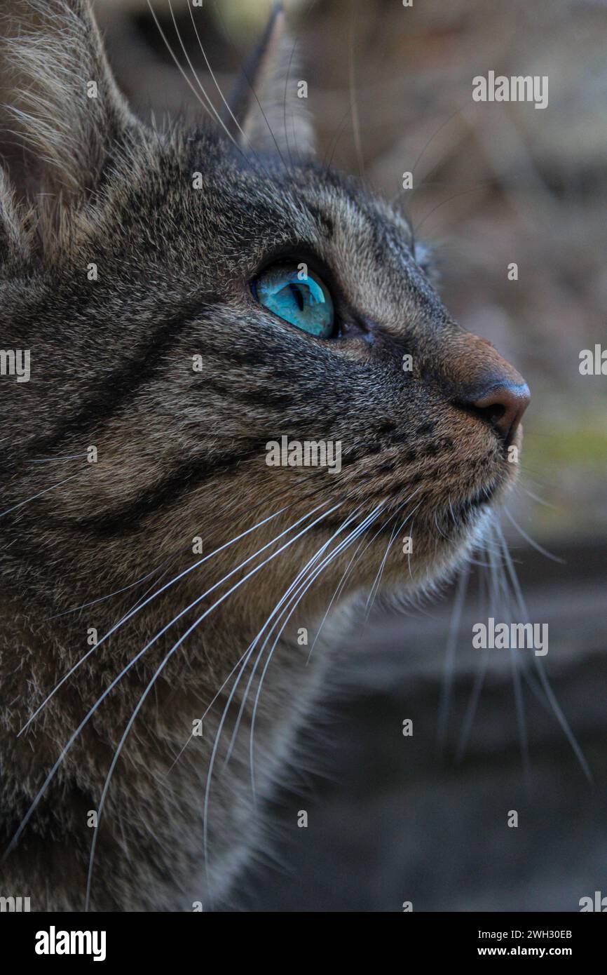 Katze, die einen Vogel ansieht Stockfoto