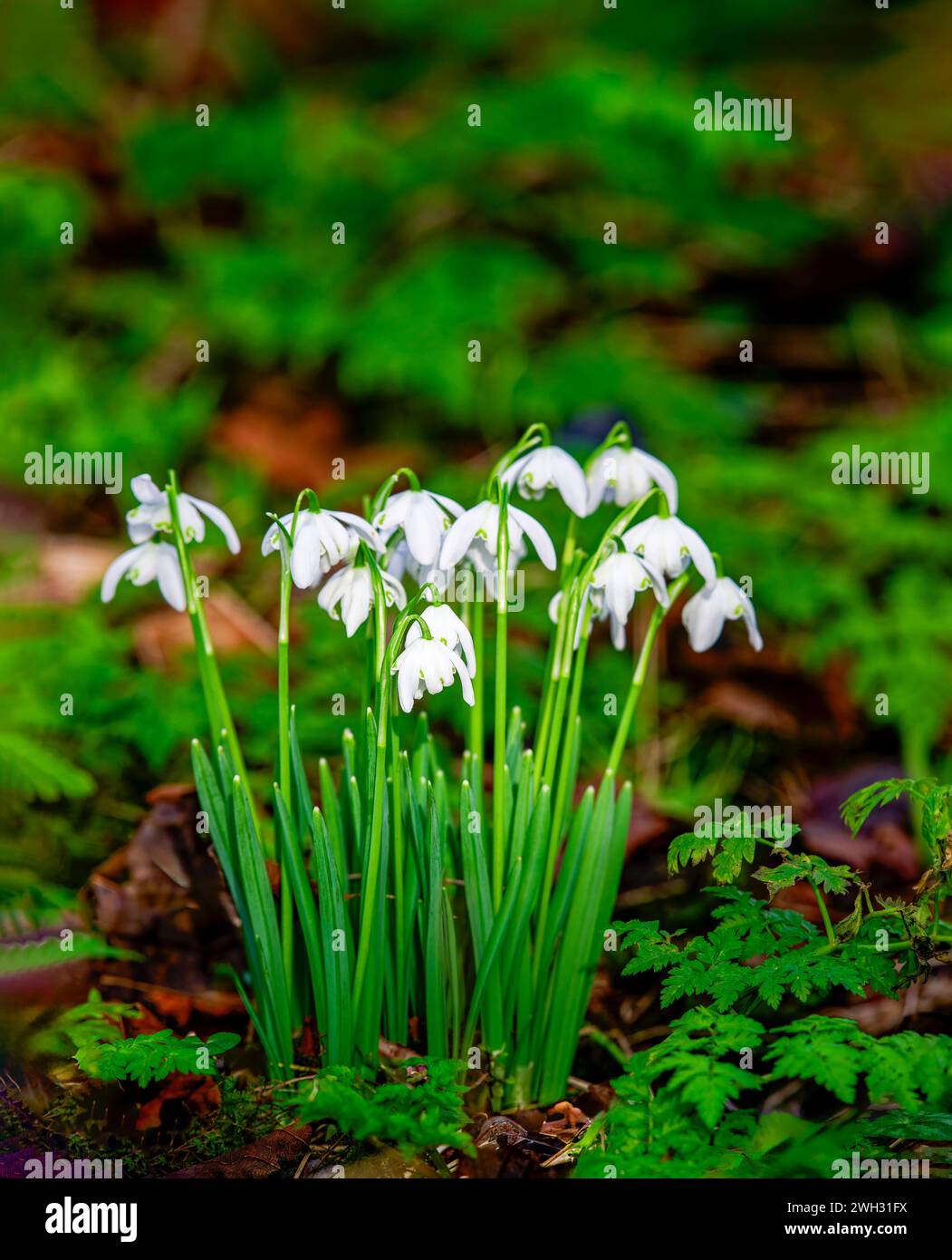 Ein Klumpen von Schneeglöckchen (Galanthus nivalis), der wild in einem Wald in Lytham, Lancashire, großbritannien, wächst Stockfoto