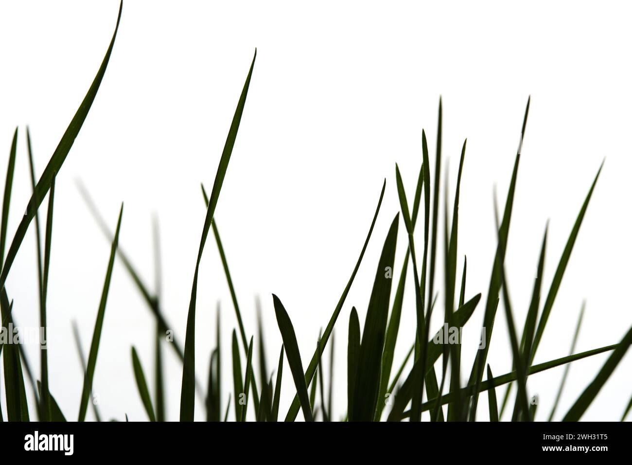 Silhouette grüner grasweißer Hintergrund Stockfoto