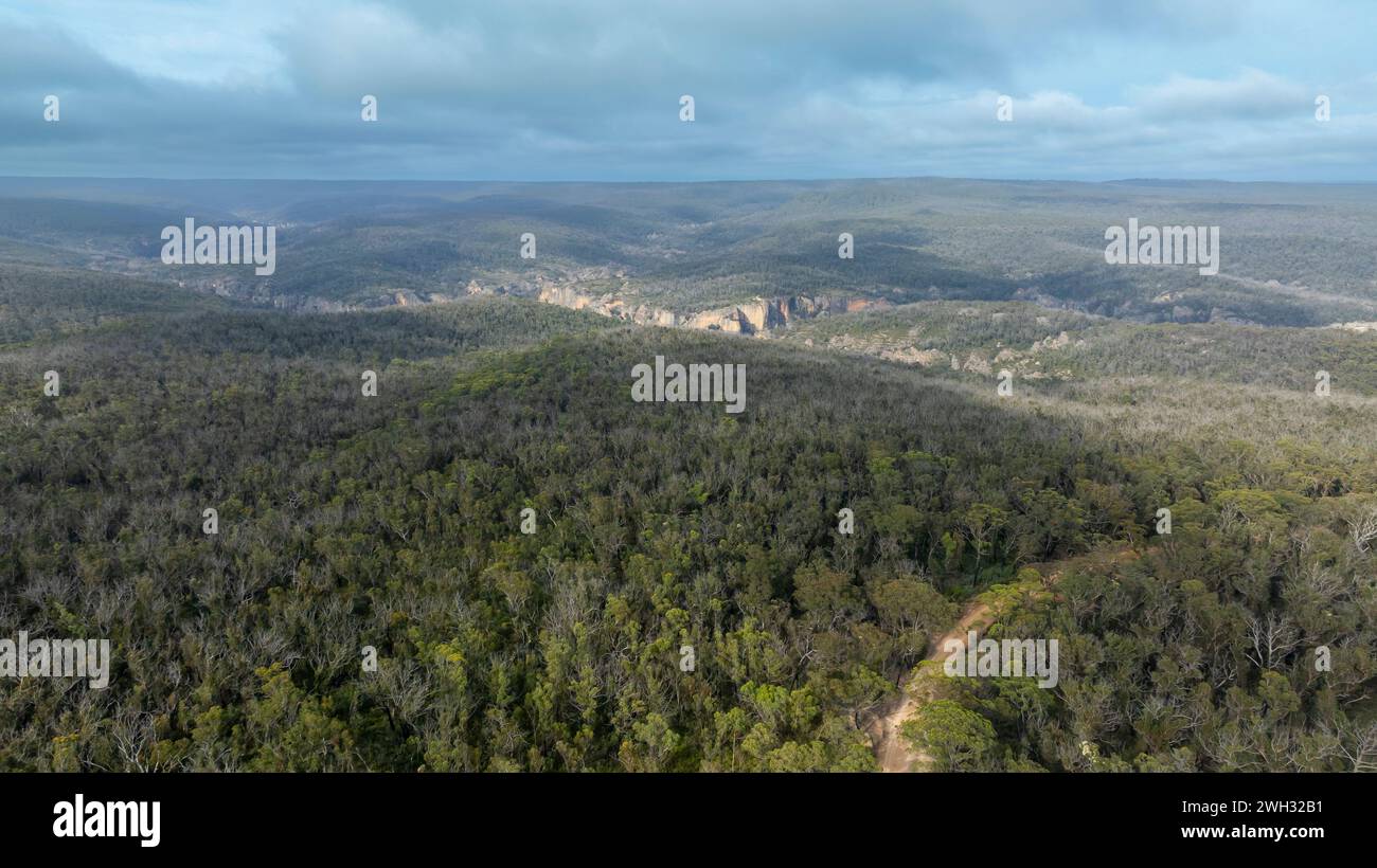 Drohnenfoto eines großen grünen Eukalyptuswaldes und -Tals in den Blue Mountains in New South Wales in Australien Stockfoto