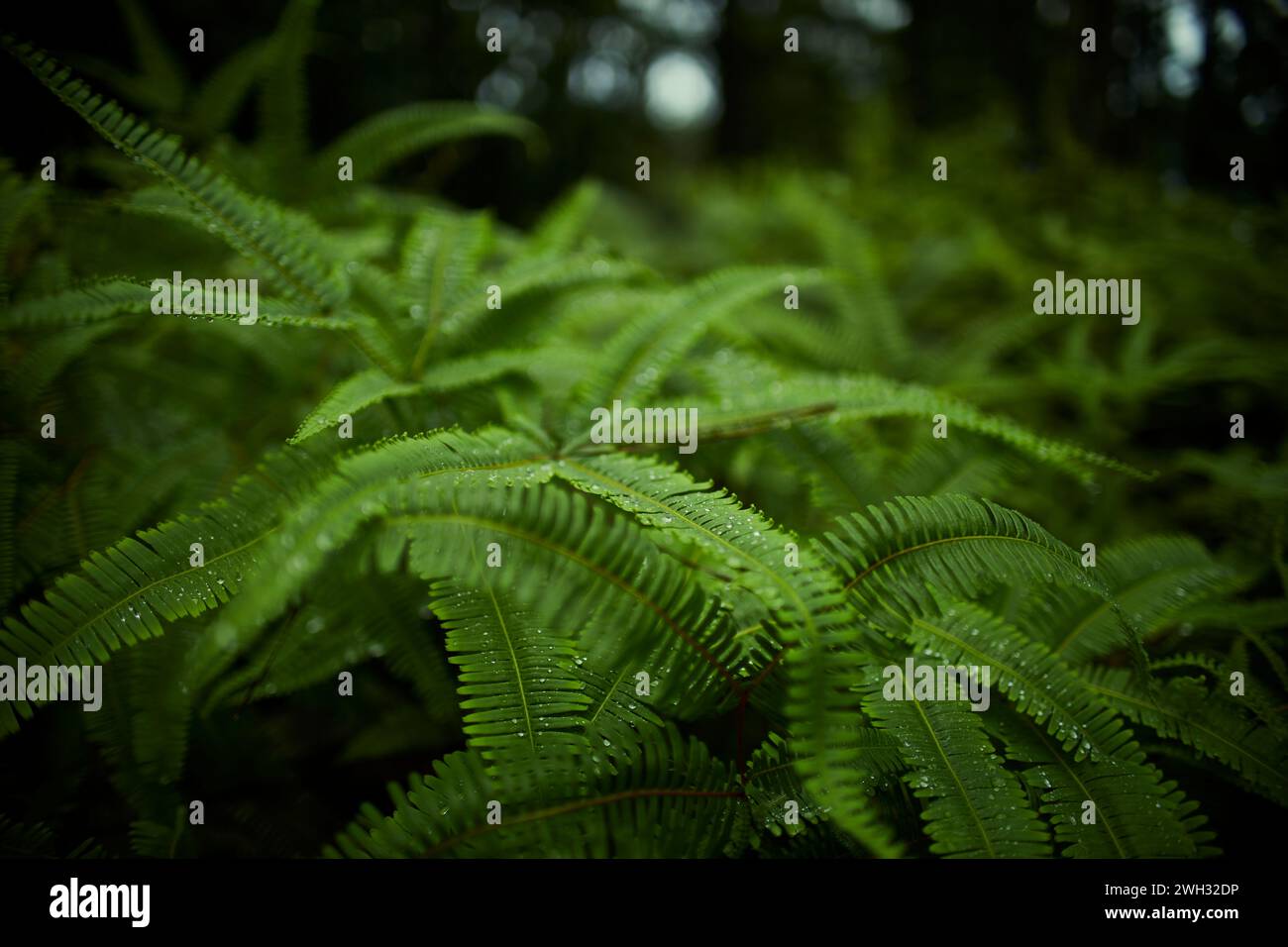 Regentropfen auf Farnpflanzen Stockfoto