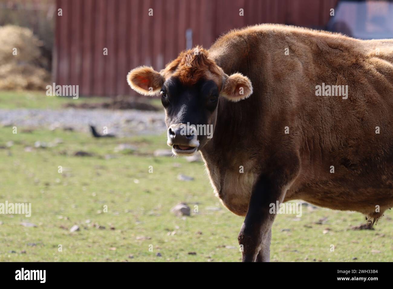 Nahaufnahme einer braunen Kuh auf einem Bauernhof Stockfoto