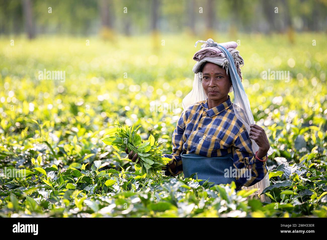 Indische Frau pflückt Teeblätter und schaut in die Kamera auf einer Teeplantage in der Nähe von Dibrugarh, Assam, Indien Stockfoto