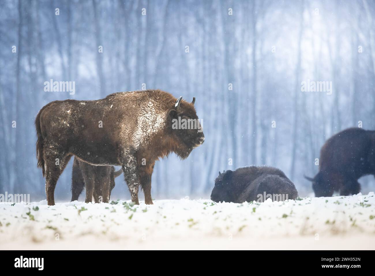 Säugetiere wilde Natur Europäische Bisons Bison bonasus Wisent Herde auf dem winterlichen schneebedeckten Feld im Nordosten Polens, Europa Knyszynska Forest Stockfoto