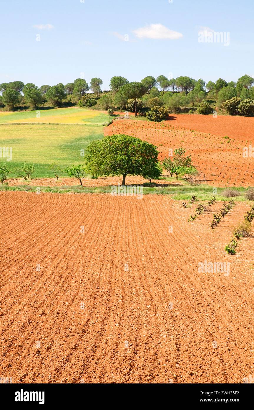 Anbau Feld. Cuenca Provinz, Castilla La Mancha, Spanien. Stockfoto