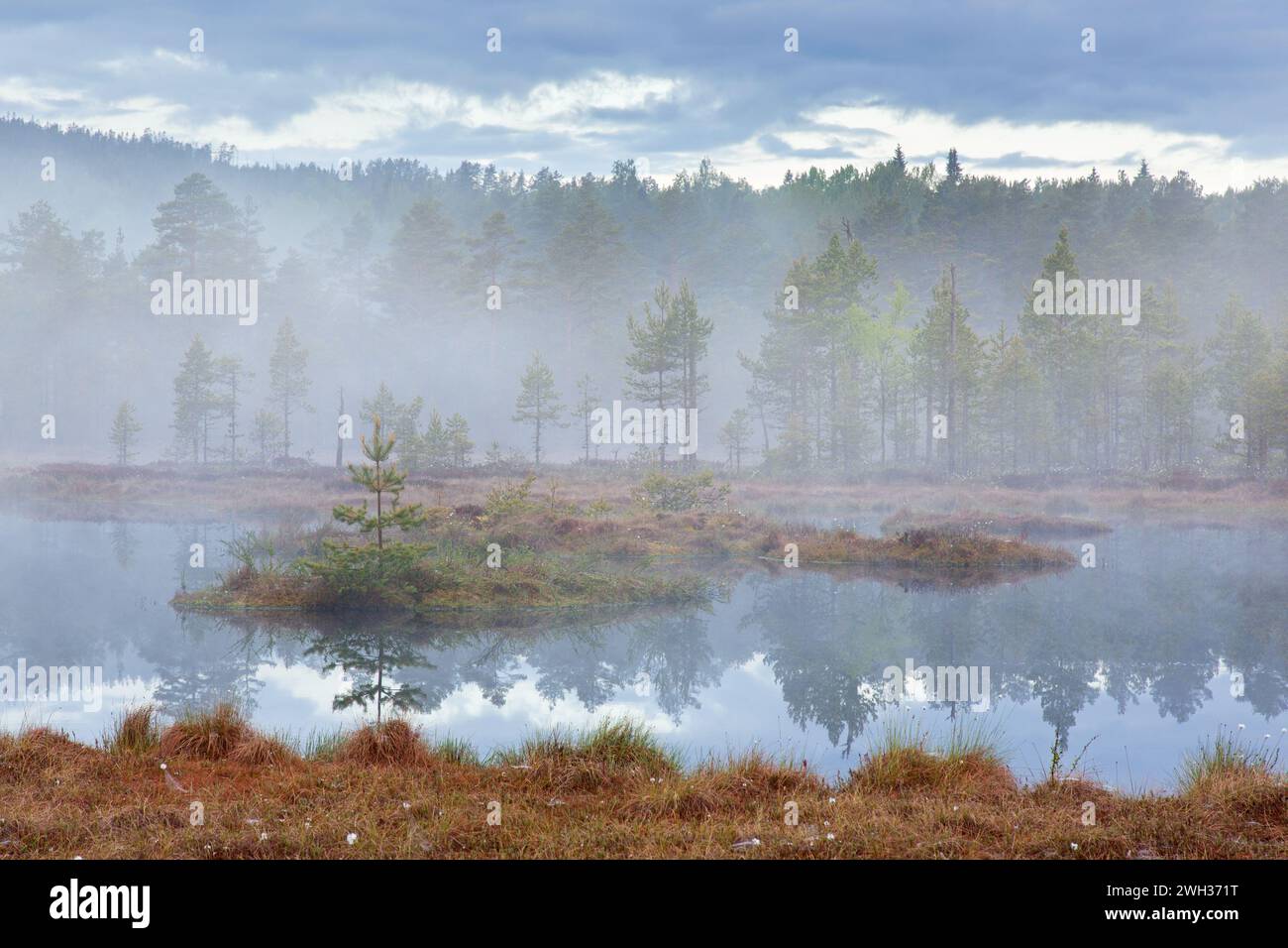 Moorteich mit Schottenkiefern im Morgennebel bei Knuthöjdsmossen, Naturschutzgebiet bei Hällefors, Örebro län, Västmanland, Schweden Stockfoto