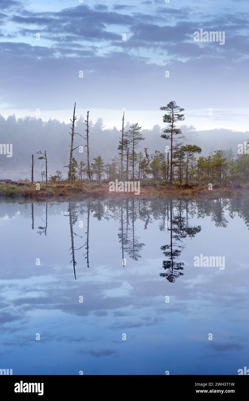 Moor mit Schottenkiefern, die sich im Wasser des Teichs im Knuthöjdsmossen spiegeln, Naturschutzgebiet bei Hällefors, Örebro län, Västmanland, Schweden Stockfoto