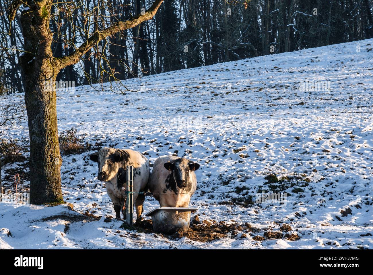 Kühe, die ihr Futter am Feeder essen, umgeben von Schnee | Vaches en train de se nourrir de vierrage dans leur mangeoire et entourees de neige Stockfoto