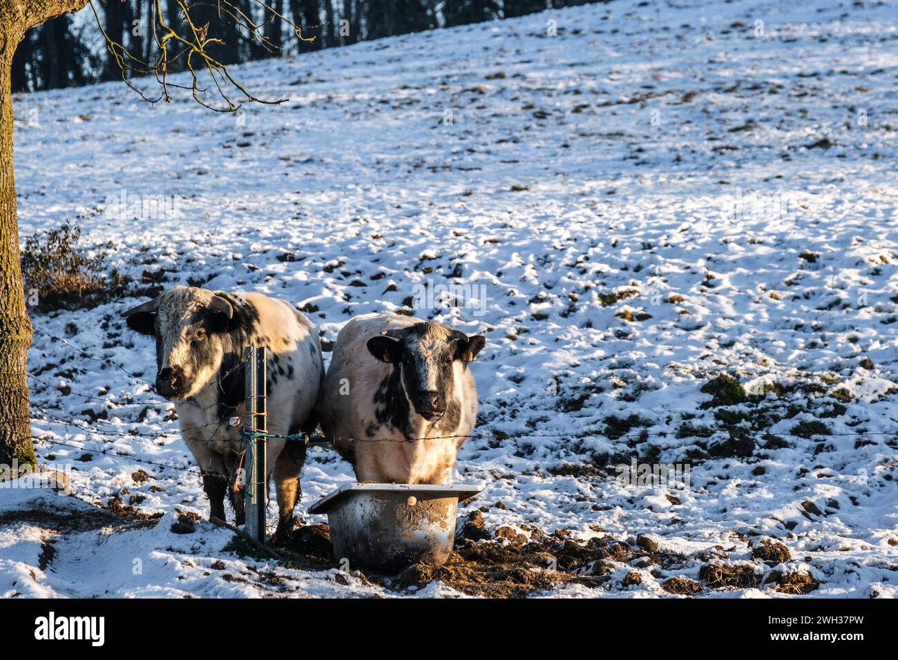 Kühe, die ihr Futter am Feeder essen, umgeben von Schnee | Vaches en train de se nourrir de vierrage dans leur mangeoire et entourees de neige Stockfoto